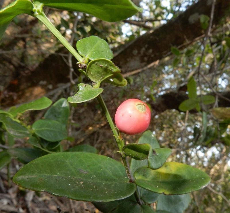 Rhoiacarpos capensis, photographed by Henry de Lange