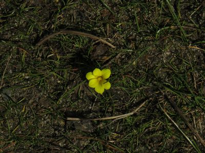 Moraea fugacissima, photographed by Jeremy Gilmore