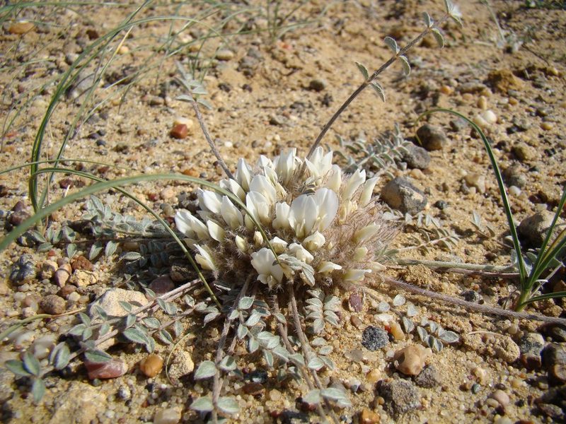 Astragalus scabrisetus, photographed by Юрий Данилевский (Yuriy Danilevsky)