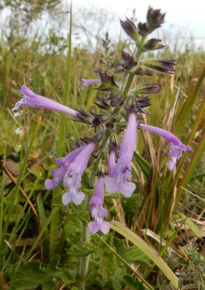 Salvia scabra, photographed by Henry de Lange
