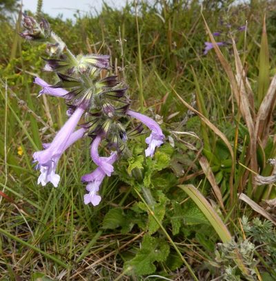 Salvia scabra, photographed by Henry de Lange