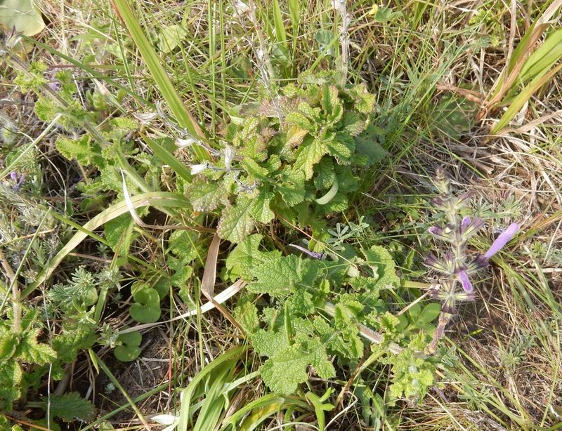 Salvia scabra, photographed by Henry de Lange