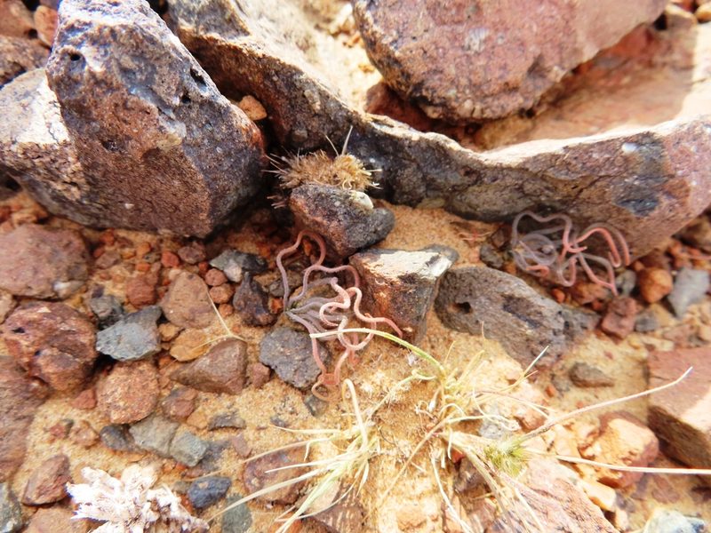 Trachyandra jacquiniana, photographed by linkie