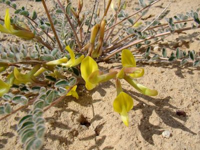 Astragalus flexus, photographed by Юрий Данилевский (Yuriy Danilevsky)
