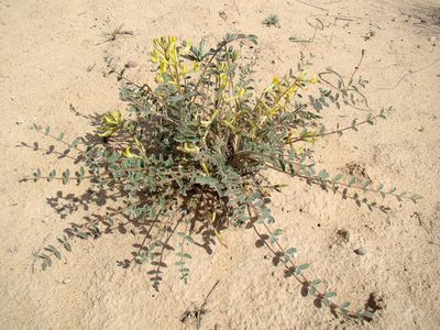 Astragalus flexus, photographed by Юрий Данилевский (Yuriy Danilevsky)