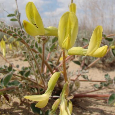 Astragalus flexus, photographed by Юрий Данилевский (Yuriy Danilevsky)