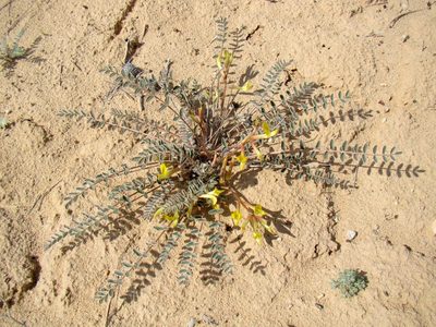 Astragalus flexus, photographed by Юрий Данилевский (Yuriy Danilevsky)