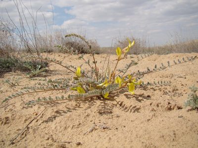 Astragalus flexus, photographed by Юрий Данилевский (Yuriy Danilevsky)
