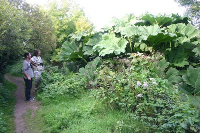 Gunnera manicata, photographed by Richard Fuller
