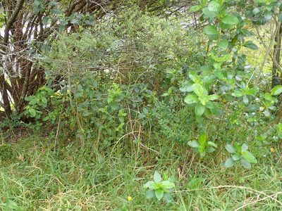 Coprosma macrocarpa, photographed by Jenny Christianson
