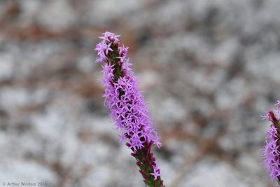 Liatris chapmanii, photographed by Arthur Windsor
