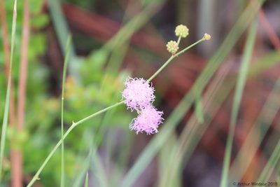 Mimosa floridana, photographed by Arthur Windsor