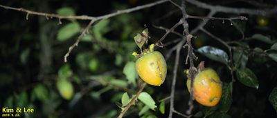 Diospyros kaki, photographed by Kim, Hyun-tae