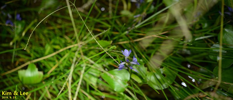 Pontederia korsakowii, photographed by Kim, Hyun-tae