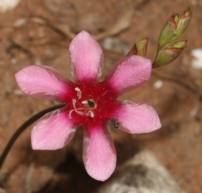 Tritonia squalida, photographed by Brian du Preez