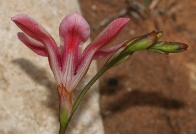 Tritonia squalida, photographed by Brian du Preez