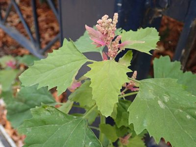 Chenopodium giganteum, photographed by Alexis Tinker-Tsavalas