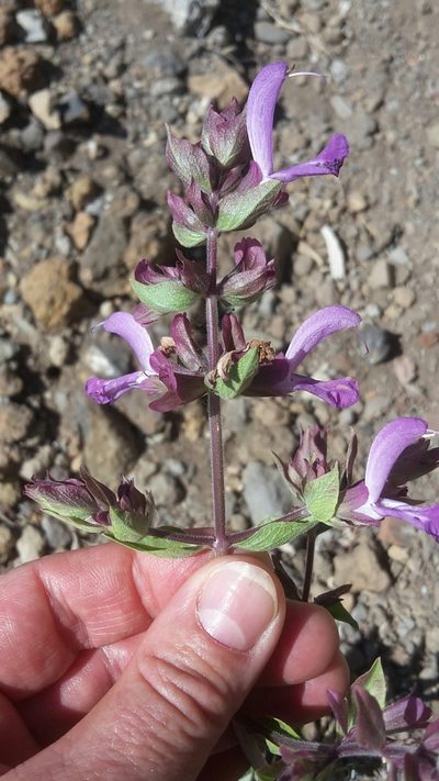 Salvia canariensis, photographed by Ina Siebert