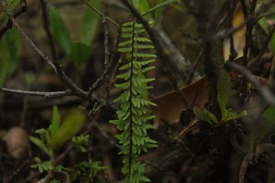 Adiantopsis lindigii, photographed by Andrés Ramírez-Barrera