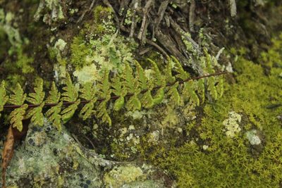 Adiantopsis lindigii, photographed by Andrés Ramírez-Barrera