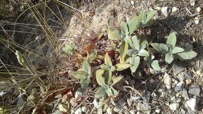 Salvia tomentosa, photographed by Михаил Орлов