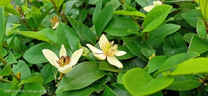 Magnolia figo, photographed by Ong Jyh Seng