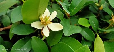 Magnolia figo, photographed by Ong Jyh Seng