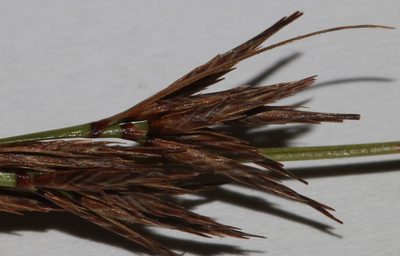 Schoenus comparoides, photographed by Brian du Preez