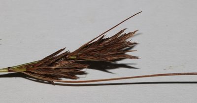 Schoenus comparoides, photographed by Brian du Preez