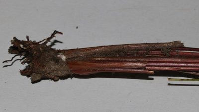 Schoenus comparoides, photographed by Brian du Preez
