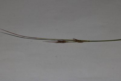 Schoenus comparoides, photographed by Brian du Preez