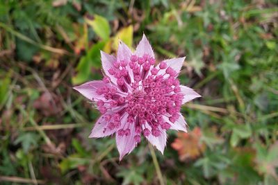 Astrantia maxima, photographed by Kristof Zyskowski