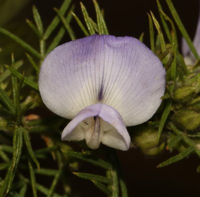 Psoralea montana, photographed by Brian du Preez