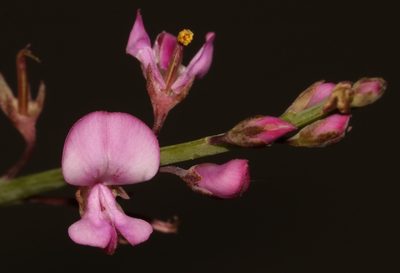 Indigofera ionii, photographed by Brian du Preez