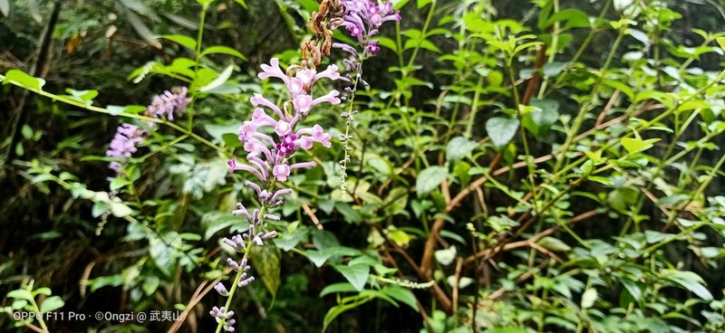 Buddleja lindleyana, photographed by Ong Jyh Seng