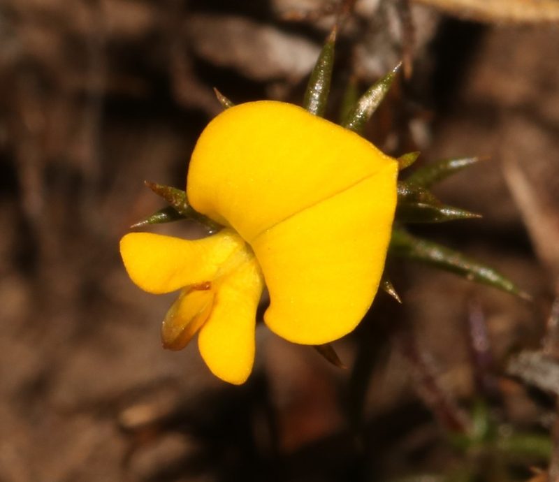 Aspalathus cordicarpa, photographed by Brian du Preez