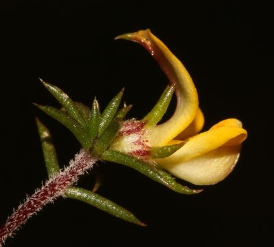 Aspalathus cordicarpa, photographed by Brian du Preez