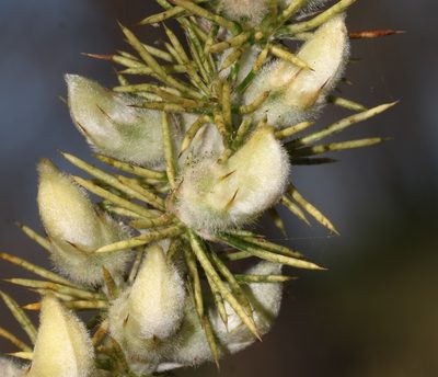 Aspalathus spectabilis, photographed by Brian du Preez