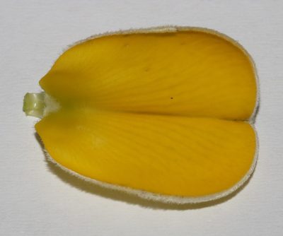 Aspalathus spectabilis, photographed by Brian du Preez