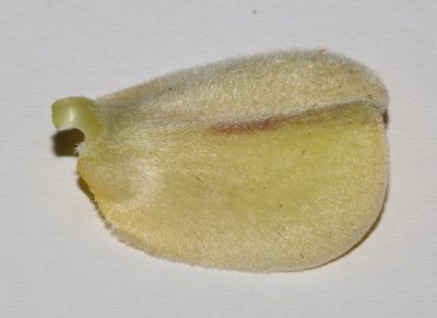 Aspalathus spectabilis, photographed by Brian du Preez
