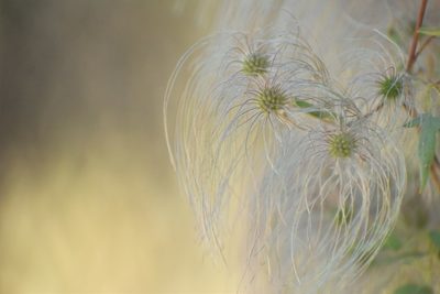 Clematis orientalis, photographed by Kudaibergen Amirekul