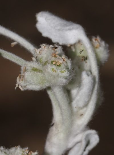 Centella calcaria, photographed by Brian du Preez