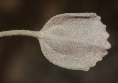 Centella calcaria, photographed by Brian du Preez