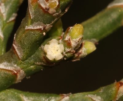 Thesium flexuosum, photographed by Brian du Preez