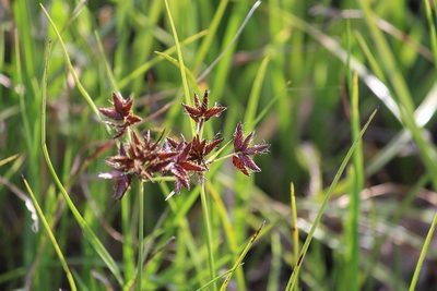 Cyperus mundii, photographed by Noeleen du Toit