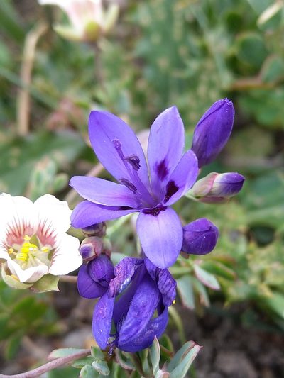 Codonorhiza azurea, photographed by Jacques van der Merwe