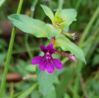 Cuphea aequipetala, photographed by Martín Sánchez Vilchis