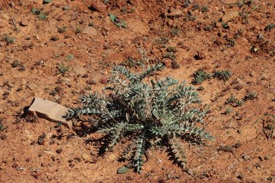 Berkheya pinnatifida, photographed by Tony Rebelo