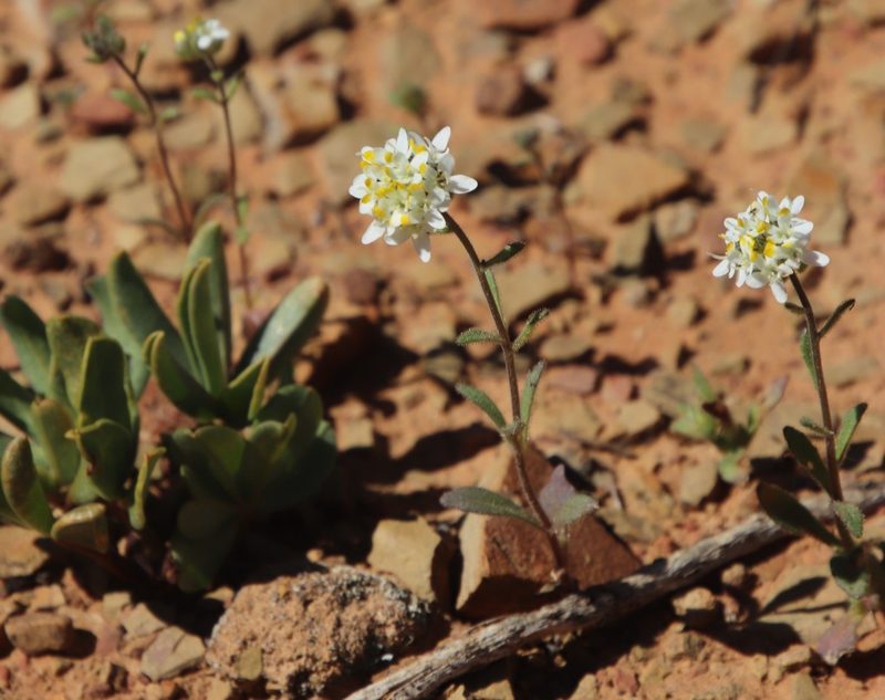 Polycarena aurea, photographed by Tony Rebelo
