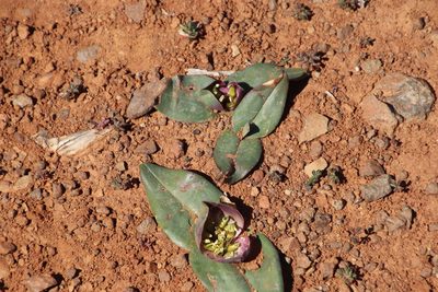 Colchicum burchellii, photographed by Tony Rebelo